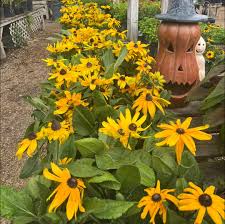 Attēlu rezultāti vaicājumam “Rudbeckia hirta var. hirta”