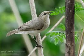Attēlu rezultāti vaicājumam “Phylloscopus collybita adult”