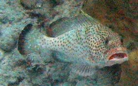 Image result for Epinephelus guttatus