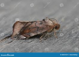 Attēlu rezultāti vaicājumam “Cosmia pyralina”