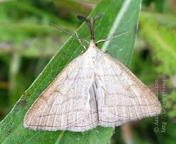 Attēlu rezultāti vaicājumam “Polypogon tentacularius”