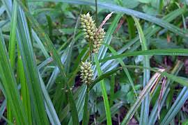 Attēlu rezultāti vaicājumam “Carex chordorhiza”