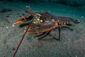 Image result for Homarus gammarus