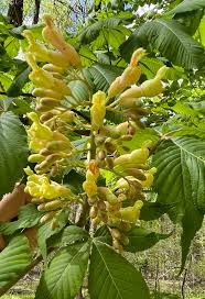 Attēlu rezultāti vaicājumam “Aesculus flava flower”