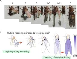 Attēlu rezultāti vaicājumam “Cribraria costata stalked”