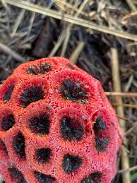 Attēlu rezultāti vaicājumam “Clathrus ruber”