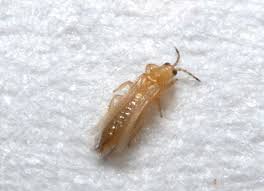 Attēlu rezultāti vaicājumam “Thysanoptera”