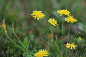 Attēlu rezultāti vaicājumam “Leontodon autumnalis”