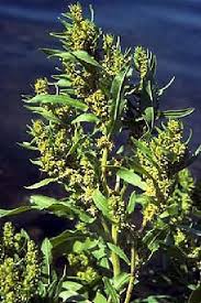 Attēlu rezultāti vaicājumam “Rumex maritimus fruit”