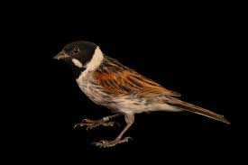 Attēlu rezultāti vaicājumam “Emberiza schoeniclus”