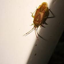 Attēlu rezultāti vaicājumam “Pantilius tunicatus imago”