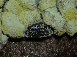 Attēlu rezultāti vaicājumam “Physarum conglomeratum”