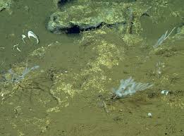 Attēlu rezultāti vaicājumam “Tubifera applanata sessile”