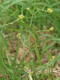 Attēlu rezultāti vaicājumam “Sisymbrium volgense”