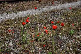 Attēlu rezultāti vaicājumam “Papaver argemone flower”