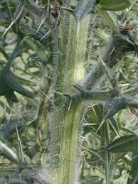 Attēlu rezultāti vaicājumam “Cirsium vulgare leaf”