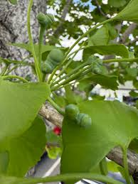 Attēlu rezultāti vaicājumam “Ginkgo biloba female flower”