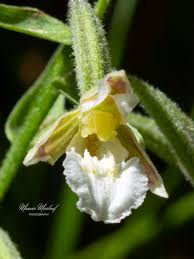 Attēlu rezultāti vaicājumam “Epipactis palustris bud”