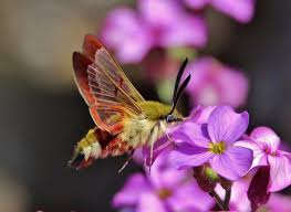 Attēlu rezultāti vaicājumam “Hemaris fuciformis”