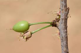 Attēlu rezultāti vaicājumam “Prunus cerasifera var. divaricata bud”