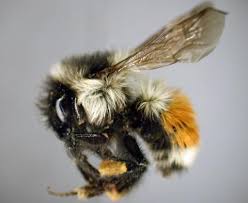 Attēlu rezultāti vaicājumam “Bombus”