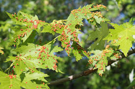 Attēlu rezultāti vaicājumam “Vasates quadripedes”
