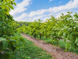 Attēlu rezultāti vaicājumam “Cladrastis kentukea leaf”