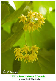Attēlu rezultāti vaicājumam “Tilia tomentosa flower”