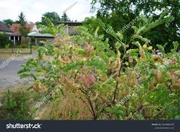 Image result for Colutea arborescens
