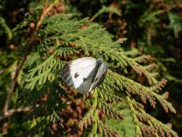 Attēlu rezultāti vaicājumam “Pieris napi female”