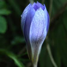 Attēlu rezultāti vaicājumam “Crocus speciosus flower”