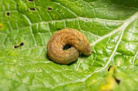 Attēlu rezultāti vaicājumam “Mamestra brassicae pupa”