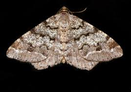 Attēlu rezultāti vaicājumam “Macaria signaria”