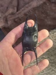 Image result for Leucoraja erinaceus