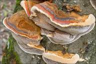 Attēlu rezultāti vaicājumam “Inonotus radiatus”