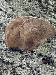 Attēlu rezultāti vaicājumam “Coriolopsis trogii”