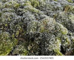 Attēlu rezultāti vaicājumam “Grimmia pulvinata”