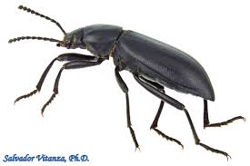 Attēlu rezultāti vaicājumam “Tenebrionidae”