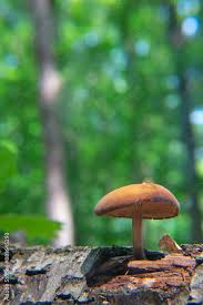 Attēlu rezultāti vaicājumam “Gymnopilus sapineus”