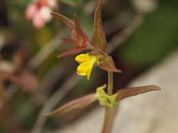 Attēlu rezultāti vaicājumam “Melampyrum sylvaticum flower”
