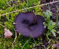 Attēlu rezultāti vaicājumam “Pseudoplectania nigrella”