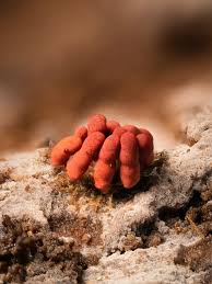 Attēlu rezultāti vaicājumam “Arcyria minuta macro”