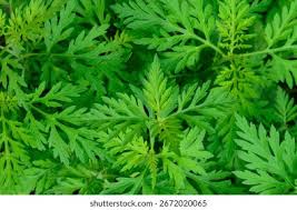 Attēlu rezultāti vaicājumam “Ambrosia artemisiifolia leaf”