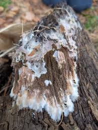 Attēlu rezultāti vaicājumam “Coniophora puteana”