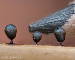 Attēlu rezultāti vaicājumam “Lamproderma pseudomaculatum spores”