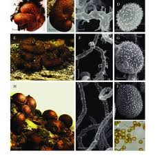 Attēlu rezultāti vaicājumam “Perichaena corticalis sessile”