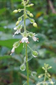 Attēlu rezultāti vaicājumam “Circaea lutetiana fruit”