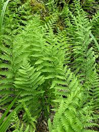 Attēlu rezultāti vaicājumam “Pteropsida”