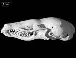 Attēlu rezultāti vaicājumam “Talpa europaea”