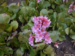 Image result for Bergenie